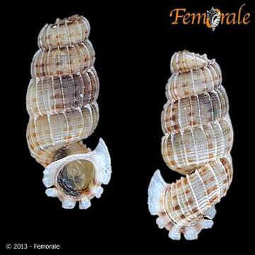 Image of Annulariidae