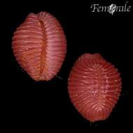 Image of Pseudopusula Fehse & Grego 2014