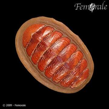 Imagem de Tonicellidae Simroth 1894