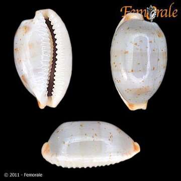 Image of <i>Cypraea stolida</i>