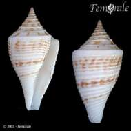 Image of Conasprella Thiele 1929