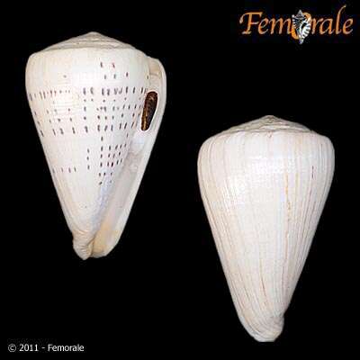 Image of cone snails