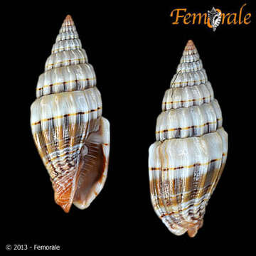 Image of Vexillum semifasciatum (Lamarck 1811)