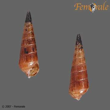 Image of Pyramidella Lamarck 1799