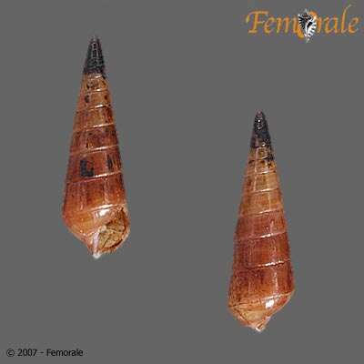 Sivun Pyramidella Lamarck 1799 kuva