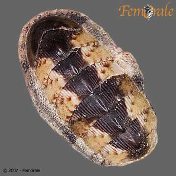 Imagem de Chiton Linnaeus 1758