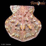 Image of Pectiniidae