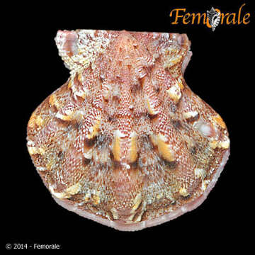 Image of Pectiniidae