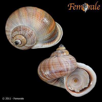 صورة Pomatiidae