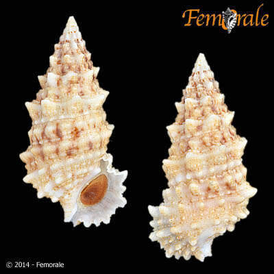 unclassified Gastropoda的圖片