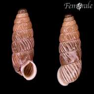 صورة Buliminidae