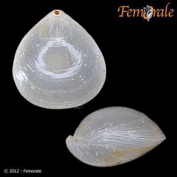 Image of lamp shells