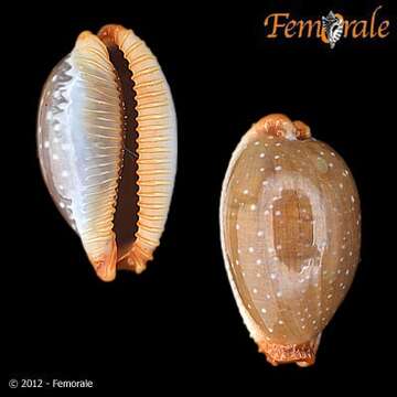 Слика од Staphylaea limacina (Lamarck 1810)