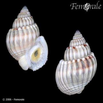 Sivun Nassarius nodiferus (Powys 1835) kuva