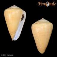 Image of cone snails