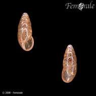 Image of pillar snails