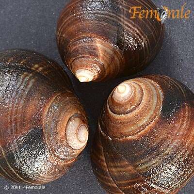 Image of Periwinkle snails