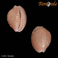 Image of Pseudopusula Fehse & Grego 2014