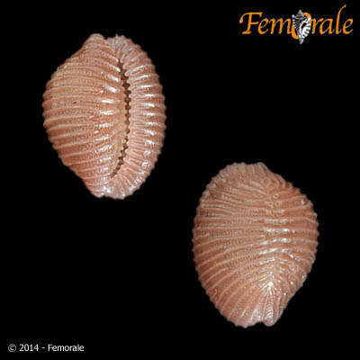 Image of Pseudopusula Fehse & Grego 2014