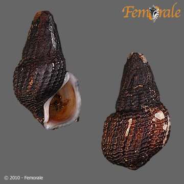 Plancia ëd Pachychilidae