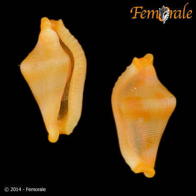 Image of <i>Rotaovula septemmacula</i> (Azuma 1974)