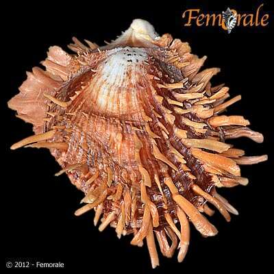 Spondylus zonalis Lamarck 1819 resmi