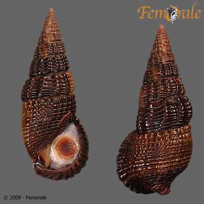 Image de Potamididae