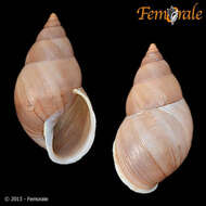 Image of Bulimulidae