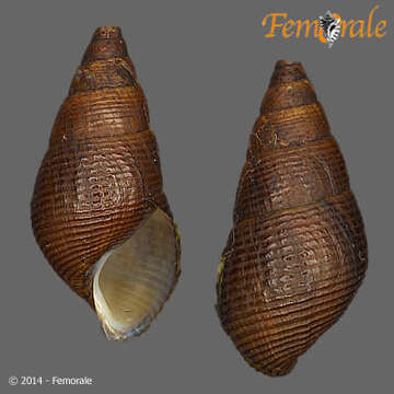 Image of unclassified Gastropoda