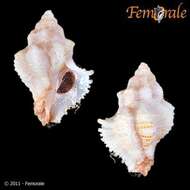 Image of Murex Snails and Allies