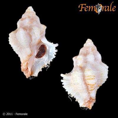 Image of Murex Snails and Allies