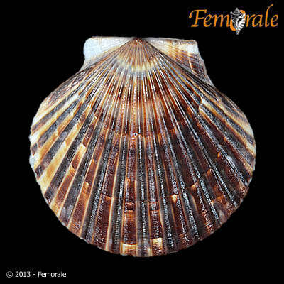 Image of Argopecten Monterosato 1889