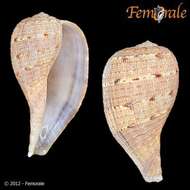 Image of fig shells