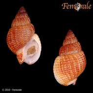 Image of nassa mud snails