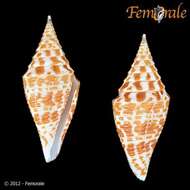 Image of cone snails