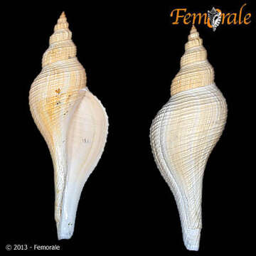 Image of Hemifusus Swainson 1840