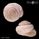 Imagem de <i>Oreohelix idahoensis</i> Newcomb 1866