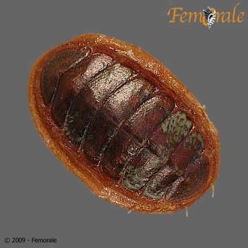 Imagem de Dendrochiton Berry 1911