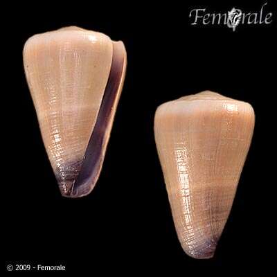 Image of cone snails