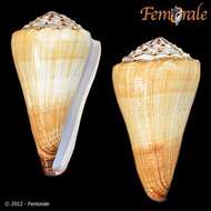 Image of cone snails