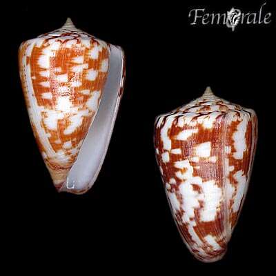 Conus venulatus Hwass ex Bruguière 1792的圖片