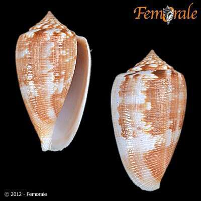 Image of Conus anemone Lamarck 1810