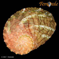 Image of Haliotoidea Rafinesque 1815