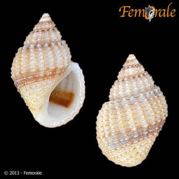 Image of Paludomidae