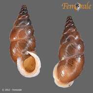 صورة Buliminidae