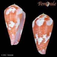 Image of cone snails