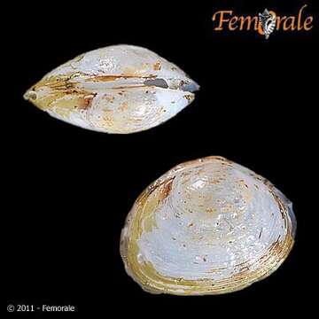 Image of <i>Sphaerium partuneium</i> (Say 1821)