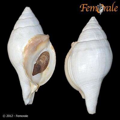 Image of Turbinellidae Swainson 1835