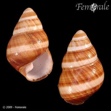 Imagem de <i>Achatinella bellula</i>