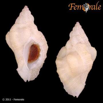 Image of Ceratostoma Herrmannsen 1846